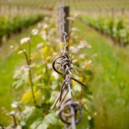 Domaine De La Soucherie - D'hôtes 3* Beaulieu-sur-Layon